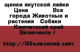 щенки якутской лайки › Цена ­ 15 000 - Все города Животные и растения » Собаки   . Камчатский край,Вилючинск г.